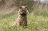 CAIRN TERRIER 644